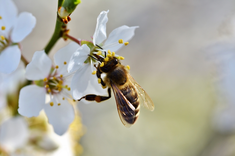 jardinerie-LE VAL-min_bee-4092986